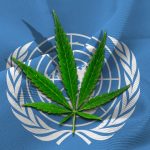Światowa Organizacja Zdrowia wystosowała rekomendację aby usunąć Cannabis z listy substancji psychoaktywnych i kontrolowanych