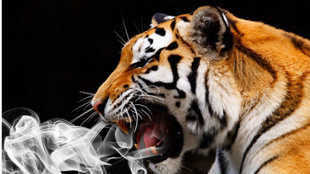 Wkradli się do domu aby zapalić marihuanę a znaleźli…. tygrysa!