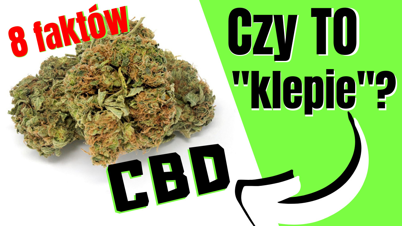 Czy susz CBD, tkzw. "legalne zioło" klepie? Czy jest po tym haj? 8 rzeczy, których możesz nie wiedzieć o CBD
