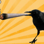 Ta wrona ewidentnie lubi palić marihuanę z wiadra