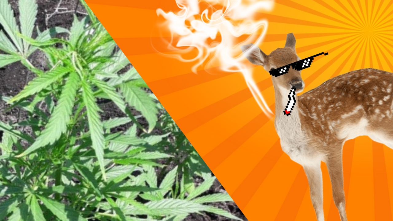 Sprzedawał marihuanę przez internet. Część zjadły sarny