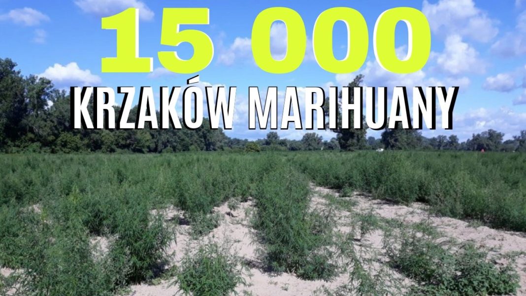Plantacja na powierzchni 4 hektarów. 15 tysięcy krzaków marihuany były usuwane przez 2 dni.