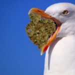 mewa uratowala przed arezztowaniem. Porwala worek a marihuaną. Szwecja