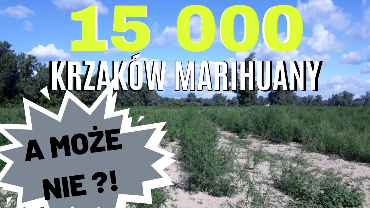 Wyniki badań uprawy pod Ciechocinkiem - 15 000 krzaków konopi.