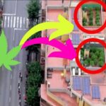 plantacja marihuany na dachu odkryta przez telewizyjny helikopter podczas wyscigu vuelta a espana