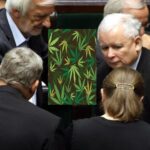 Legalizacja marihuany PiS. Nowa Sól