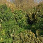 Uprawa marihuany Lublin Policja, poszukiwany plantator