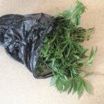 Pokojowa uprawa marihuany w Polkowicach