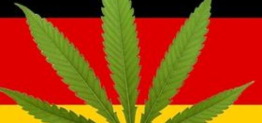 Rząd Angeli Merkel poważnie dyskutuje o wprowadzeniu legalizacji marihuany