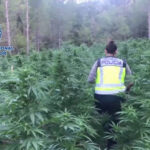 Hiszpania - potężna plantacja marihuany 3500 kilogramów