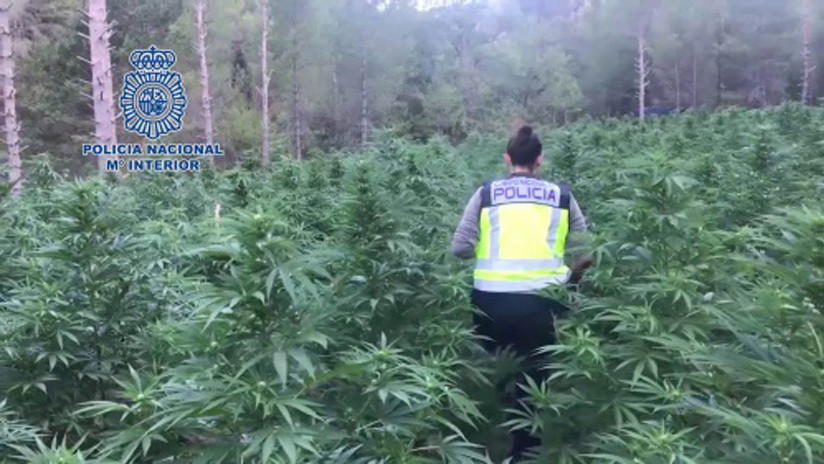 Hiszpania - potężna plantacja marihuany 3500 kilogramów