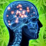 Stwardnienie rozsiane, nowotwory, epilepsja, bóle mięśni, a nawet spowolnienie rozwoju choroby Alzheimera. Naukowcy po raz kolejny przekonują, że zawarte w marihuanie CBD i THC mogą mieć uzdrawiające właściwości.