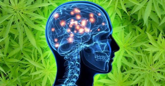 Stwardnienie rozsiane, nowotwory, epilepsja, bóle mięśni, a nawet spowolnienie rozwoju choroby Alzheimera. Naukowcy po raz kolejny przekonują, że zawarte w marihuanie CBD i THC mogą mieć uzdrawiające właściwości.