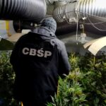 1350 krzewów i 16 kg marihuany przejęli w województwie łódzkim funkcjonariusze Centralnego Biura Śledczego Policji. Z ponad 1000 krzewów można było uzyskać co najmniej 10 kg konopnego suszu. Podczas akcji zatrzymani zostali dwaj mężczyźni.