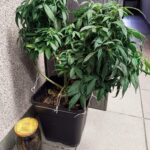 To miała być wyjątkowa kolacja dla mamy. Miała być nie tylko smaczna, ale też sprawić, żeby mama 28 latka poczuła się naprawdę dobrze. Skończyło się jednak inaczej niż planował kochający syn. Mamę przewieziono do szpitala, a MasterChef, który usmażył dla niej naleśniki z marihuaną trafił do policyjnego aresztu.