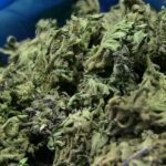 Naukowcy odkryli tetrahydrokannabiporol czyli THCP. Kannabinoid wyizolowany z konopi indyjskich może być 30 raz sileniejszy od THC! THCP pochodzi od włoskiej odmiany marihuany medycznej FM2 hodowanej jedynie przez armię.