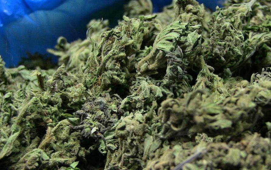 Naukowcy odkryli tetrahydrokannabiporol czyli THCP. Kannabinoid wyizolowany z konopi indyjskich może być 30 raz sileniejszy od THC! THCP pochodzi od włoskiej odmiany marihuany medycznej FM2 hodowanej jedynie przez armię.