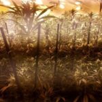 To był zmasowany atak, niczym w Star Wars. W akcji pod kryptonimem „Przebudzenie mocy” wzięło udział 500 policjantów. Zatrzymano 63 osoby i w efekcie zlikwidowano 18 plantacji marihuany na terenie Hiszpanii.