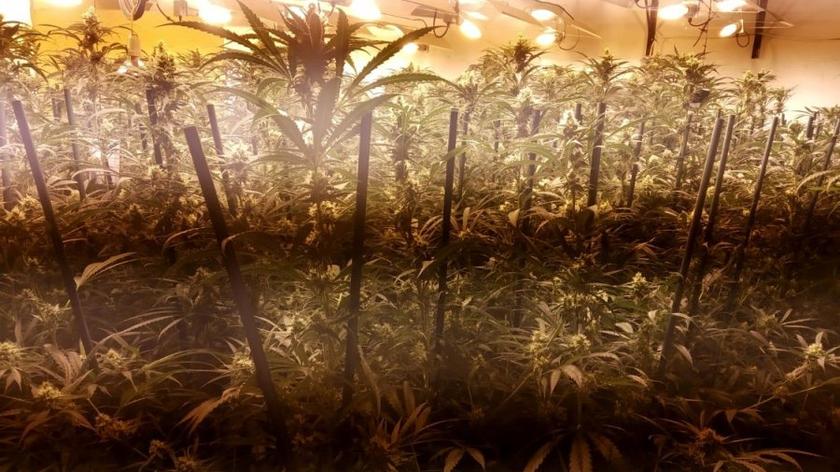 To był zmasowany atak, niczym w Star Wars. W akcji pod kryptonimem „Przebudzenie mocy” wzięło udział 500 policjantów. Zatrzymano 63 osoby i w efekcie zlikwidowano 18 plantacji marihuany na terenie Hiszpanii.