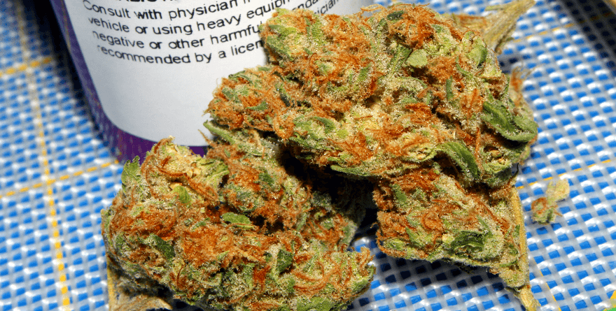 To naprawdę przełom w dostawach medycznej marihuany do polskich aptek. Ostatnie zapasy leków zostały wykupione w październiku zeszłego roku. I chociaż w listopadzie 2019 r. planowana była kolejna dostawa, to dotarła dopiero teraz! Jest to w sumie 6 kilogramów marihuany medycznej od Aurora Cannabis.