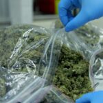 Żele antybakteryjne, spirytus, papier toaletowy i... marihuana. Na tę ostatnią jest równie duży popyt w obliczu zagrożenia koronawirusem, jak na produkty dezynfekujące. Może dlatego, że w czasach kryzysu konsumenci chętnie sięgają po używki takie jak konopie.