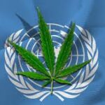 Na razie marihuana wciąż jest klasyfikowana jako substancja niebezpieczna dla zdrowia i bezużyteczna. Chociaż już w zeszłym roku miało się odbyć głosowanie nad klasyfikacją konopi to przeniesiono je na marzec tego roku. Podczas obrad 63. Komisji ds. Środków Odurzających w Wiedniu głosowanie się jednak nie odbyło. O klasyfikacji marihuany zdecydować ma dopiero w pod koniec 2020 roku ONZ.