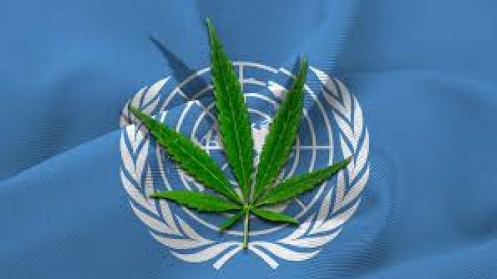 Na razie marihuana wciąż jest klasyfikowana jako substancja niebezpieczna dla zdrowia i bezużyteczna. Chociaż już w zeszłym roku miało się odbyć głosowanie nad klasyfikacją konopi to przeniesiono je na marzec tego roku. Podczas obrad 63. Komisji ds. Środków Odurzających w Wiedniu głosowanie się jednak nie odbyło. O klasyfikacji marihuany zdecydować ma dopiero w pod koniec 2020 roku ONZ.