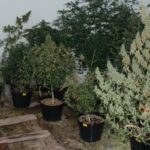 Kilkadziesiąt krzewów marihuany i 7 kilogramów suszu znaleziono podczas pożaru domu. Dramat rozegrał się w miejscowości Kosowo (gmina Przodkowo). Po ugaszeniu pożaru strażacy wraz z policjantami próbowali ustalić co było przyczyną pożaru. Znaleźli wówczas w środku pokaźną uprawę konopi indyjskich.