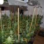 Było ich trzech. Uprawiali naprawdę bujną plantację marihuany. W sumie 850 krzaków. Plantacja pewnie wydałaby obfite plony, gdyby zapachu konopi indyjskich na jednej z posesji w Żabiej Woli nie wyczuł policjant.