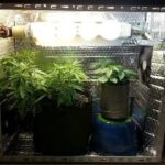 Coraz częściej decydując się na domową uprawę marihuany dla własnego użytku, wybieramy growboxa. Na rynku jest dostępnych naprawdę wiele namiotów do uprawy o różnych rozmiarach. Często jednak z powodu braku miejsca na dużego growboxa wybieramy te najmniejsze. Z myślą o tych, którzy chcą w przestrzeni małego namiotu uprawiać konopie prezentujemy 5 odmian, które się do tego optymalnie nadają.