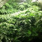 Dwie Pruszkowie, jedna w gminie Jastrzębia koło Radomia i jeszcze jedna w gminie Kalinowo (woj. podlaskie). W sumie 4 plantacje marihuany w ciągu kilku ostatnich dni zlikwidowali policjanci. Ostatnia z nich była uprawiana w piwnicy. Ale zacznijmy od początku.