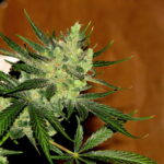 Pochodzi z USA jednak szybko stała się topowa i popularna na całym świecie. Mało tego, jej nazwa wywołała wiele kontrowersji i w efekcie przyczyniła się do procesu sądowego. Firma GG Strains LLC została pozwana przez Gorilla Glue Co., która nie chciała, żeby ich nazwa była kojarzona z marihuaną. O tym jednak później. Topy i liście Gorilla Glue są obficie pokryte żywicą i odmiana ta charakteryzuje się skutecznym działaniem prozdrowotnym.