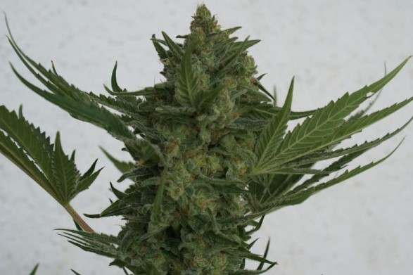 Jest nie tylko łatwa w hodowli, odporna, ale ma też naprawdę obfite plony. Critical Haze charakteryzuje się też mocą i walorami smakowymi, które z pewnością docenią palacze marihuany. Koneserzy docenią też obfite w wysokiej jakości żywicę topy tej odmiany.