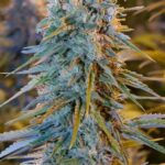 Swoje korzenie ma w słonecznej Kalifornii. Zarówno tam, jak i w całych Stanach Zjednoczonych, a później na świecie stała się bardzo szybko popularna. To zasługa obfitych plonów Blue Dream, jak również łatwości w uprawie tej odmiany marihuany. Więcej o jej pochodzeniu i hodowli dowiecie się z tego artykułu.