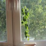 Co kierowało 28 latkiem, który zdecydował się donieść sam na siebie, że uprawia marihuanę? Jego partnerka, której po prostu chciał zrobić na złość. Mężczyzna zadzwonił na policję i powiadomił dyżurnego, że uprawia w domu trzy krzewy marihuany.