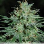 Jest niezawodna, skuteczna i silnie rażąca jak klasyczny, rosyjski karabin AK 47. To kultowa i jedna z najbardziej popularnych odmian marihuany. Znana chyba wszystkim palaczom zioła. W artykule dowiecie się jakie jest jej pochodzenie, kto ją stworzył, jak również jakie ma właściwości.