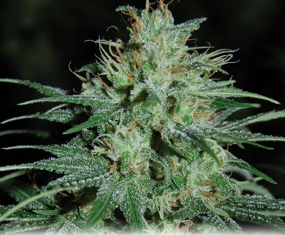 Jest niezawodna, skuteczna i silnie rażąca jak klasyczny, rosyjski karabin AK 47. To kultowa i jedna z najbardziej popularnych odmian marihuany. Znana chyba wszystkim palaczom zioła. W artykule dowiecie się jakie jest jej pochodzenie, kto ją stworzył, jak również jakie ma właściwości.