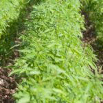 Konopie to jak wiadomo nie tylko używka, ale mają szerokie zastosowanie. Poczynając od branży kosmetycznej, medycznej poprzez budowlaną, a kończąc na motoryzacyjnej. Polskich rolników jednak ograniczają obostrzenia i restrykcje prawne, co w efekcie przekłada się na to, że konopie w znacznej części wciąż pochodzą z importu.