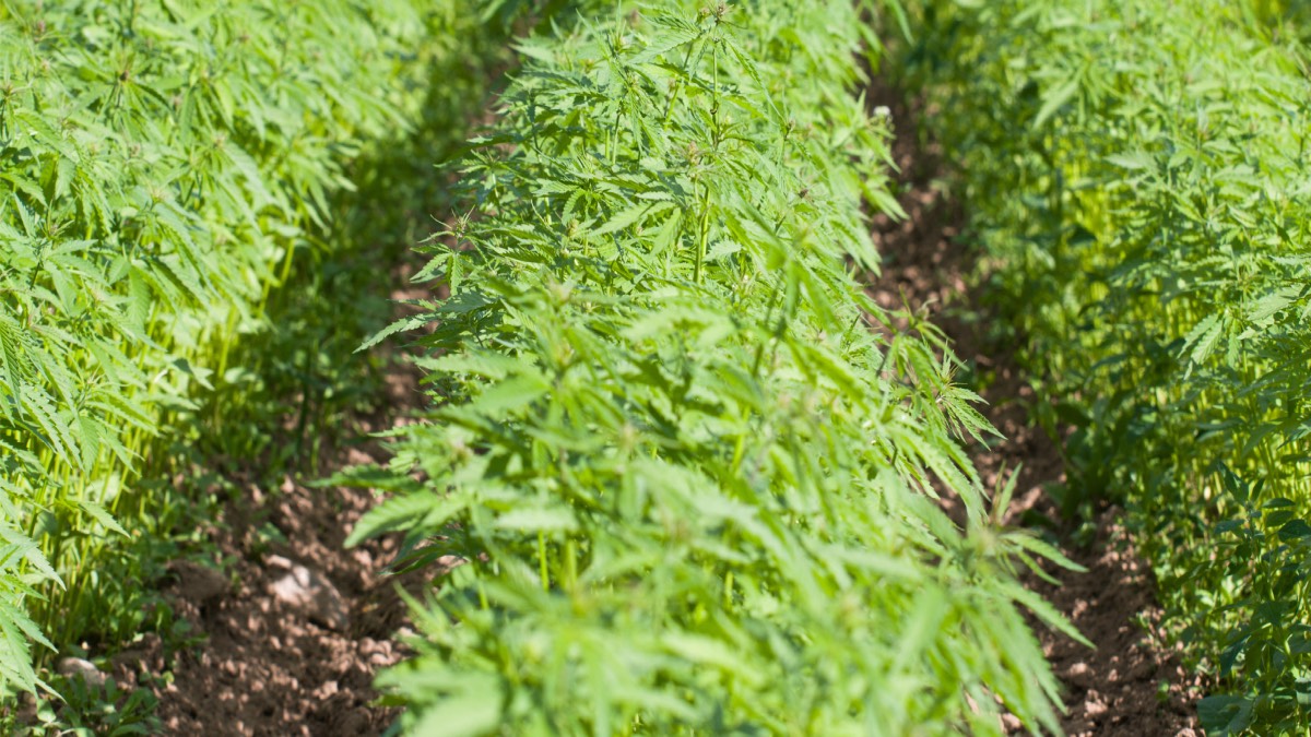 Konopie to jak wiadomo nie tylko używka, ale mają szerokie zastosowanie. Poczynając od branży kosmetycznej, medycznej poprzez budowlaną, a kończąc na motoryzacyjnej. Polskich rolników jednak ograniczają obostrzenia i restrykcje prawne, co w efekcie przekłada się na to, że konopie w znacznej części wciąż pochodzą z importu.