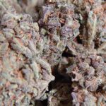 To swojego czasu jedna z najbardziej popularnych odmian marihuany, królująca w holenderskich coffe shopach. Dziś jednak nie każdy Amnesia Haze kojarzy. Niezależnie od tego, jest to mocna odmiana konopi indyjskich, uwielbiana zarówno przez palaczy, jak i growerów. Przyjrzyjmy się zatem lepiej kultowej Amnesia Haze.