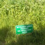 „Wysiana łąka, prosimy nie wpuszczać psów” - pytanie co autor i równocześnie właściciel plantacji marihuany na warszawskim Bemowie miał na myśli umieszczające taką tabliczkę? Czy zakaz bądź prośba dotyczyły zwierząt, a może raczej policjantów? Przyjrzyjmy się zatem tej konopnej plantacji z nietypowym oznakowaniem.
