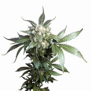To klasyczna i kultowa odmiana Cannabis Indica z afgańskimi korzeniami. Stworzona przez holenderski seed bank Sensi Seeds dzięki skrzyżowaniu naprawdę dobrych czterech odmian konopi indyjskich. Chcecie się dowiedzieć więcej o tej odmianie? Przeczytajcie ten artykuł.