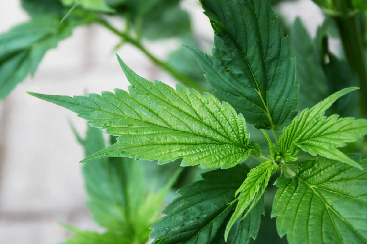 Ich liście, a nawet kwiaty nie przypominają wyglądem klasycznych odmian marihuany. Niektóre z nich zdradzić może ewentualnie charakterystyczny zapach. Niezleżenie od tego mają odpowiednią moc i działanie. W tym artykule zaprezentujemy nietypowe odmiany marihuany, które idealnie nadają się do dyskretnej hodowli w ogrodzie albo na balkonie.