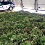 1450 krzewów konopi indyjskich i ponad 15 kilogramów zioła przejęli policjanci w miejscowości Skępe (pow. lipnowski). Plantacja uprawiana była na prywatnej posesji w pomieszczeniach gospodarczych, nieopodal lasu.