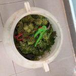 Konopnymi żniwami mogą się pochwalić policjanci z Bełchatowa. Przejęli ponad 2,5 kilograma konopi indyjskich. Zioło należało do 29 latka, którego mundurowi obserwowali już od jakiegoś czasu.