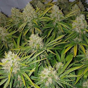 Hybrydowa odmiana konopi – Liberty Haze zadowoli nawet najbardziej wymagających growerów i entuzjastów marihuany. Swoją popularność zyskała przez wgląd na niemalże bezproblemową hodowlę i intensywne efekty działania. Jej skład to przede wszystkim Sativa (60%).