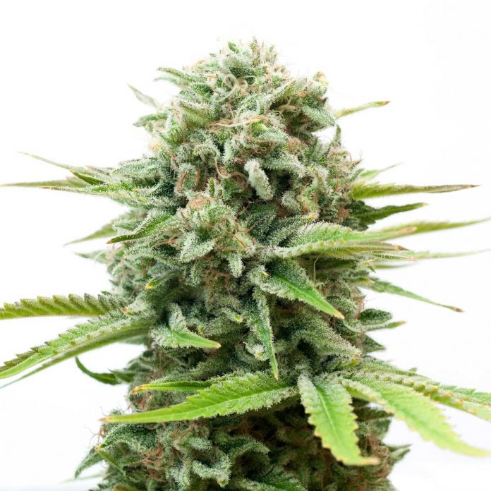 Uznanie palaczy i growerów niemal na całym świecie zdobyła niemal zaraz jak ujrzała światło dzienne. White Widow powstała w 1994 roku, zyskała popularność zwyciężając kolejne Cannabis Cupy. W tej chwili jest odmianą marihuany, którą oferują prawie wszystkie seed banki.