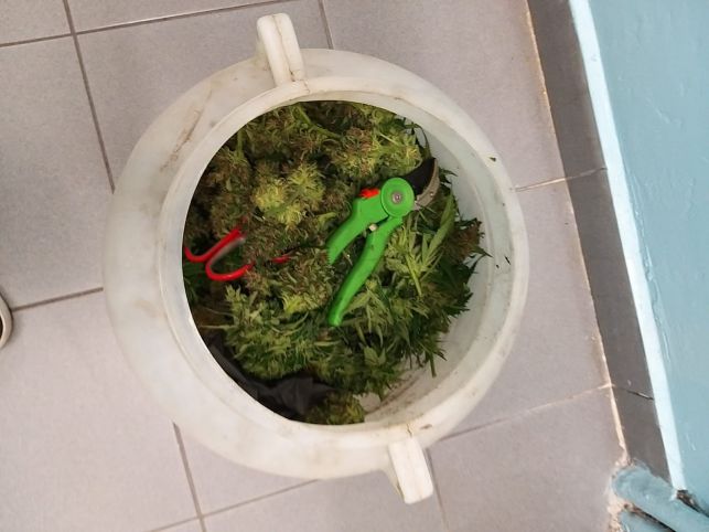 Konopnymi żniwami mogą się pochwalić policjanci z Bełchatowa. Przejęli ponad 2,5 kilograma konopi indyjskich. Zioło należało do 29 latka, którego mundurowi obserwowali już od jakiegoś czasu.