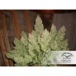 To odmiana marihuany o naprawdę dużej mocy z holenderskiego seed banku Dutch Passion. Powstała na bazie legendarnej AK 47 i charakteryzuje się dużymi rozmiarami i obfitymi plonami. Więcej o pochodzeniu tej niesamowitej odmiany oraz jej uprawie dowiecie się z tego artykułu.