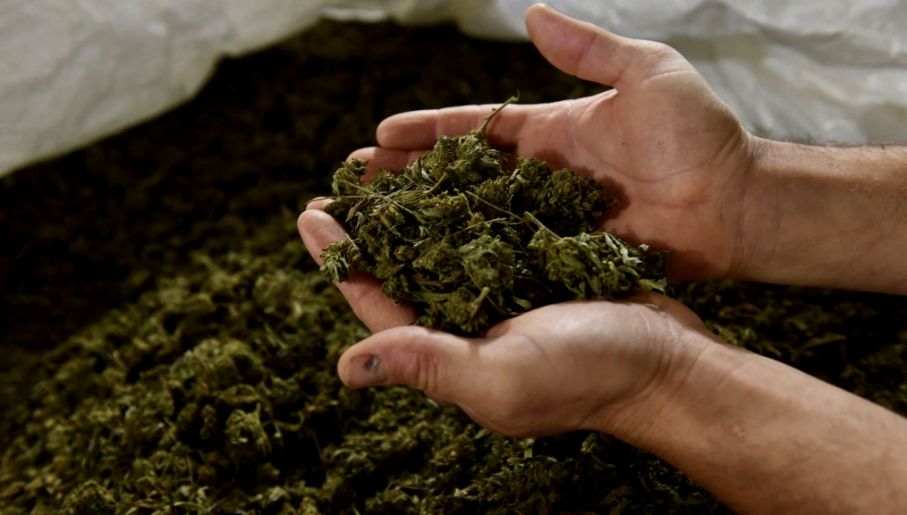 Zmniejsza opuchliznę i powstawanie blizn w płucach, jak również normalizuje odpowiedź immunologiczną. Jak wynika z najnowszych badań laboratoryjnych Kannabidiol CBD – związek organiczny występujący w roślinach konopi może być skuteczny w leczeniu skutków zakażeń koronawirusem.